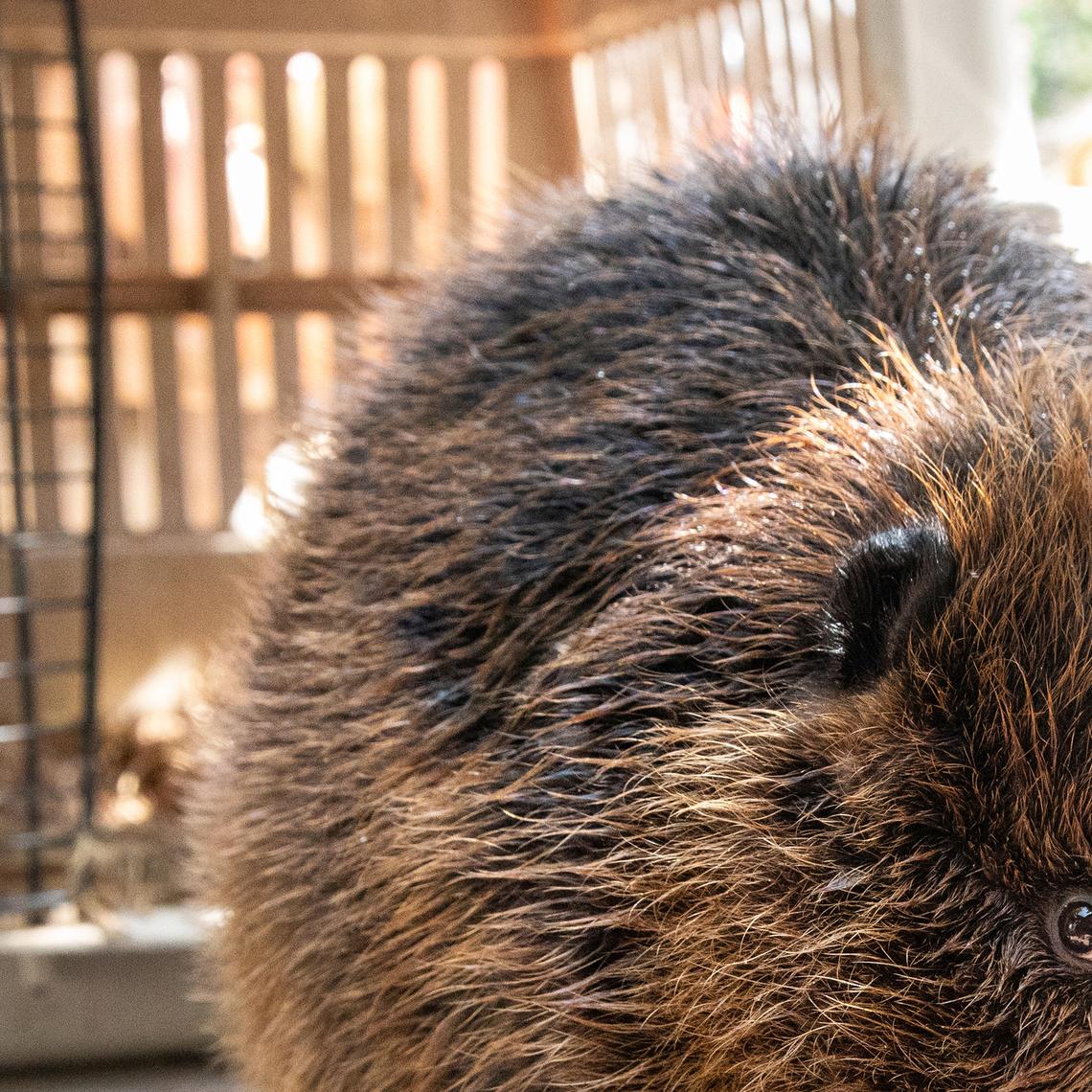 Cheyenne Mountain Zoo/TNS/TNS