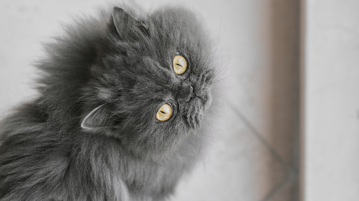 Persian Cat's Unexpected Fetch Skills Prove He Missed the Memo on Being a Cat 
