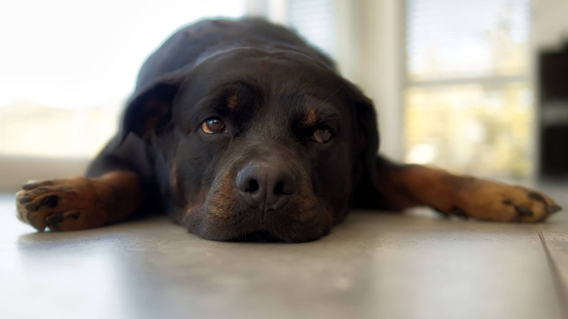 Rottweiler ‘Discovers the Truth' About Memory Foam, and He'll Never Forget the Lesson 
