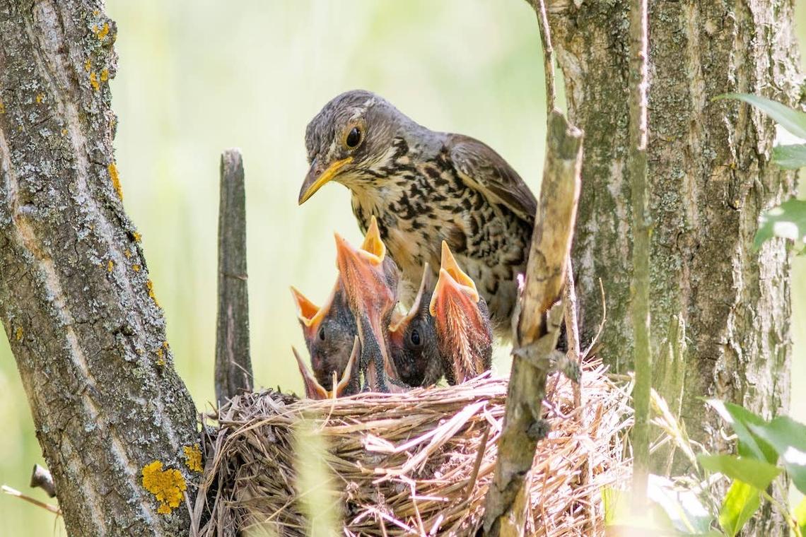  Mama bird feeding her chicks. 