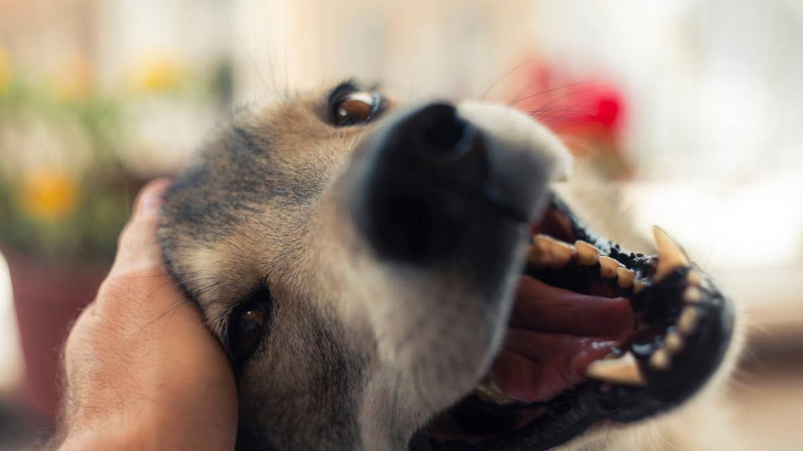 Huge Wolfdog's Trip to Lowe's Has People Doing a Double Take 