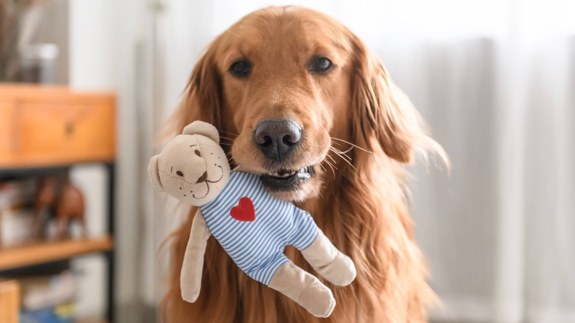 Golden Retriever ‘Can't Stop Smiling' While Proudly Cuddling His Favorite Toy 