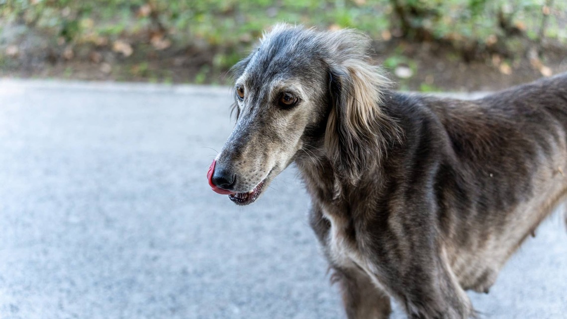 Borzoi Opens His Mouth and Sounds Like a Dollar Store Halloween Decoration 