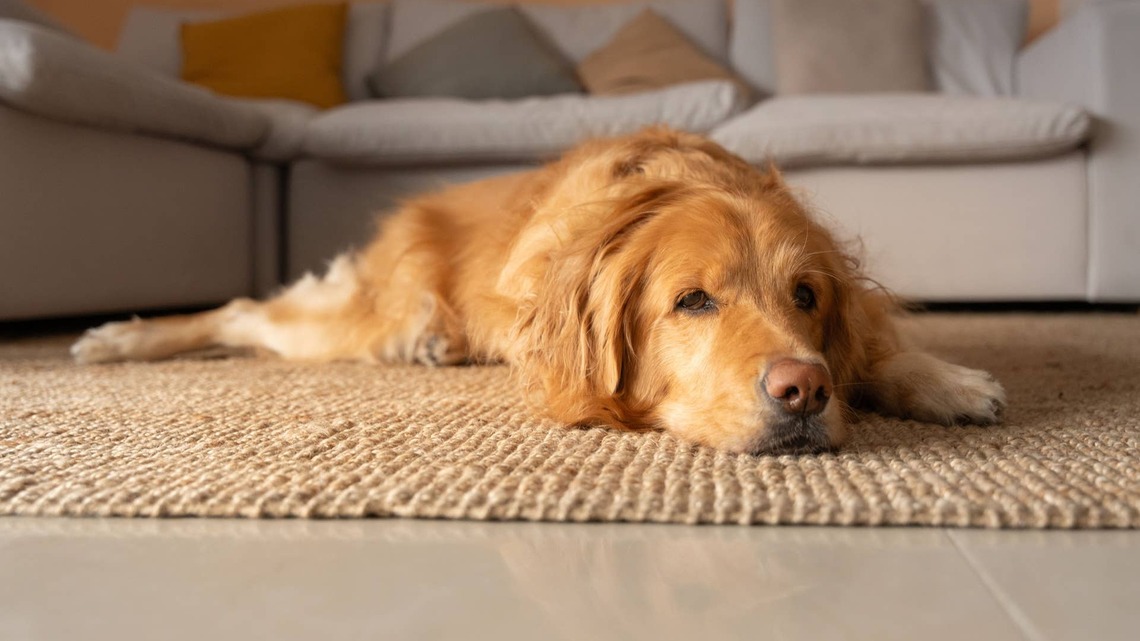 Meet Wally, The Golden Retriever With 'A Lot of Feelings'