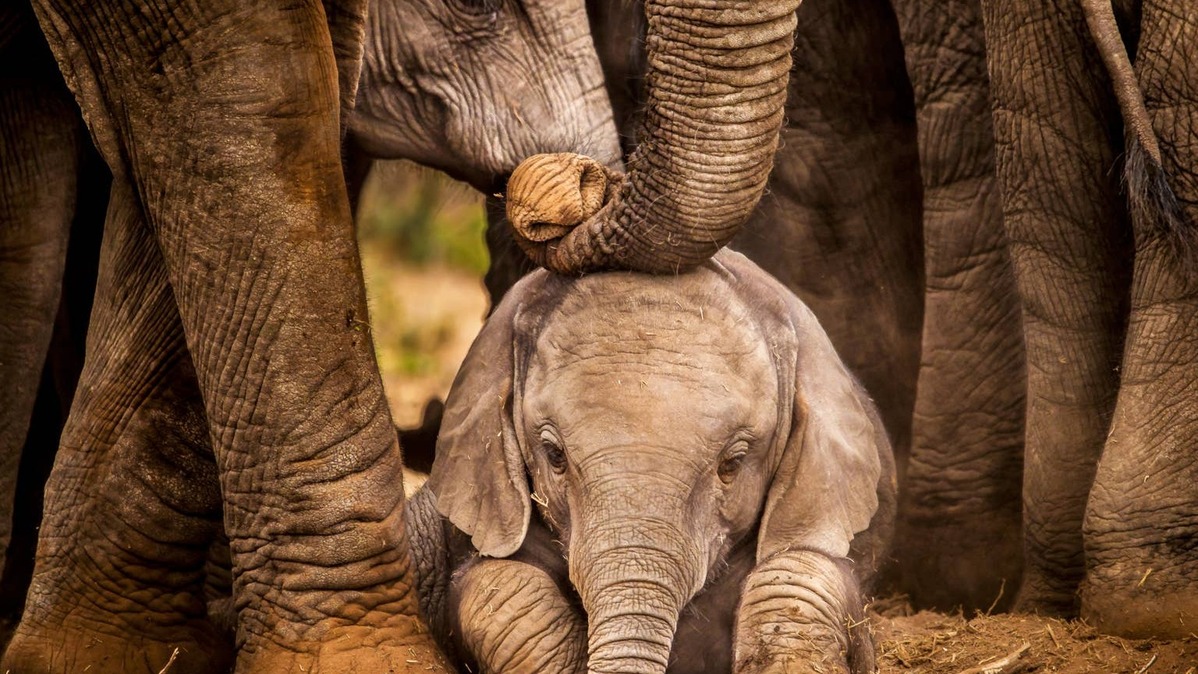 Sleepy baby elephant.