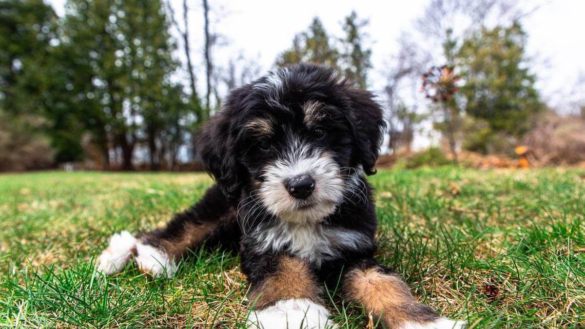 Bernedoodle Puppy Misunderstands 'Go Potty' in the Cutest Way 