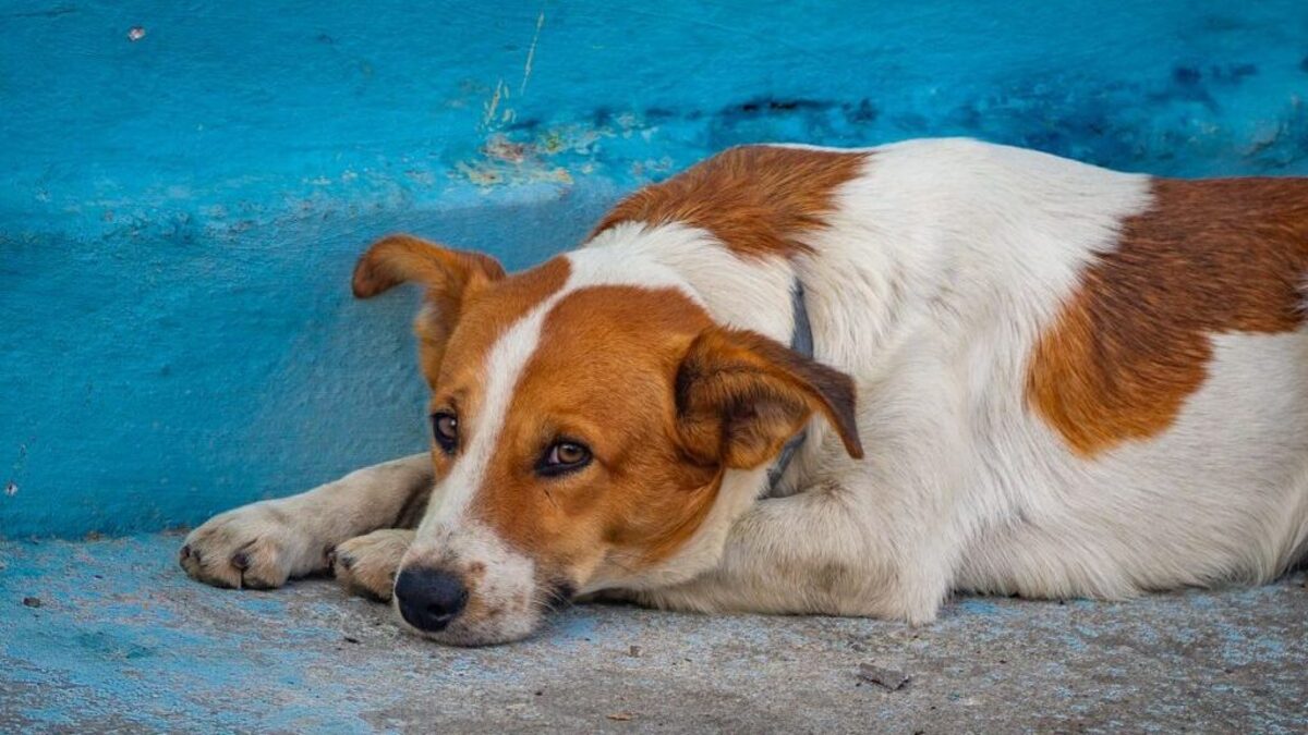 (Photo by Alex Agrico via Pexels). 