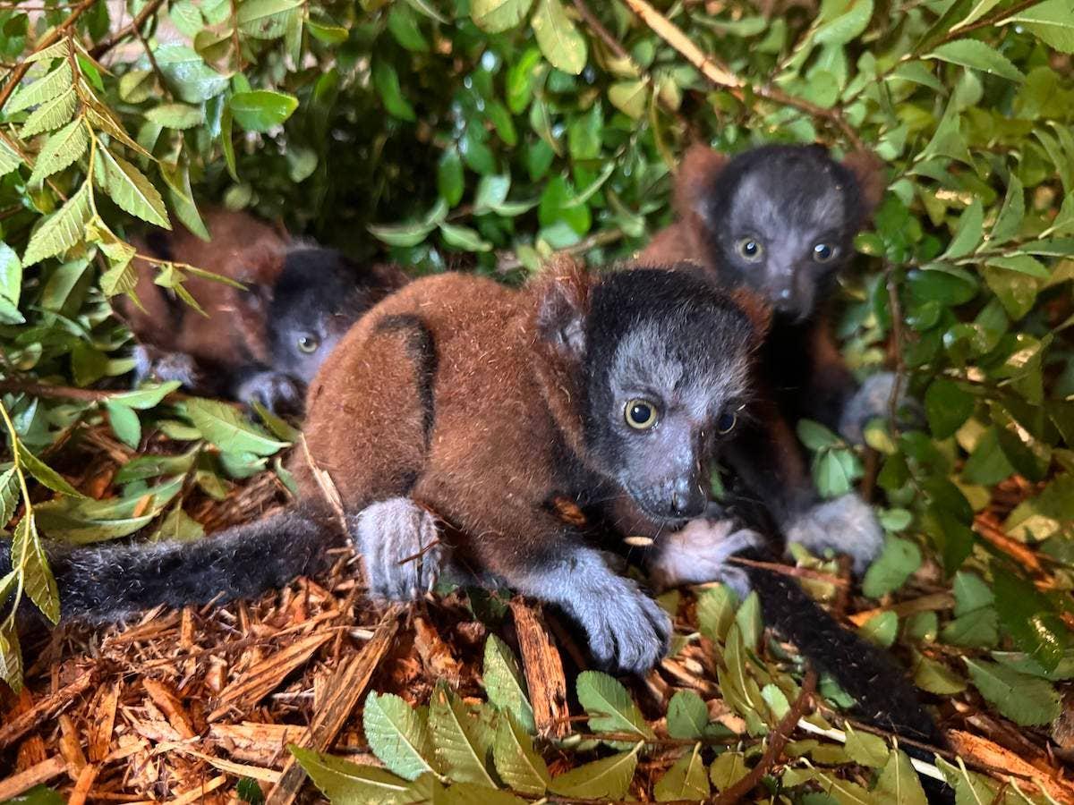  Red ruffed lemur triplets.
