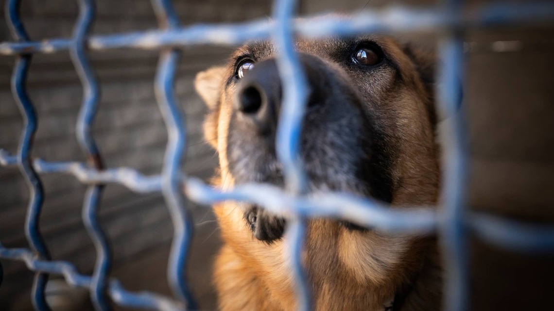 Shelter Pup Who ‘Just Needs a Friend' Is the Sweetest Boy Alive