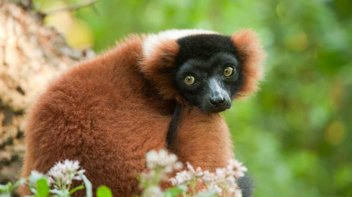 Red ruffed lemur outdoors. 
