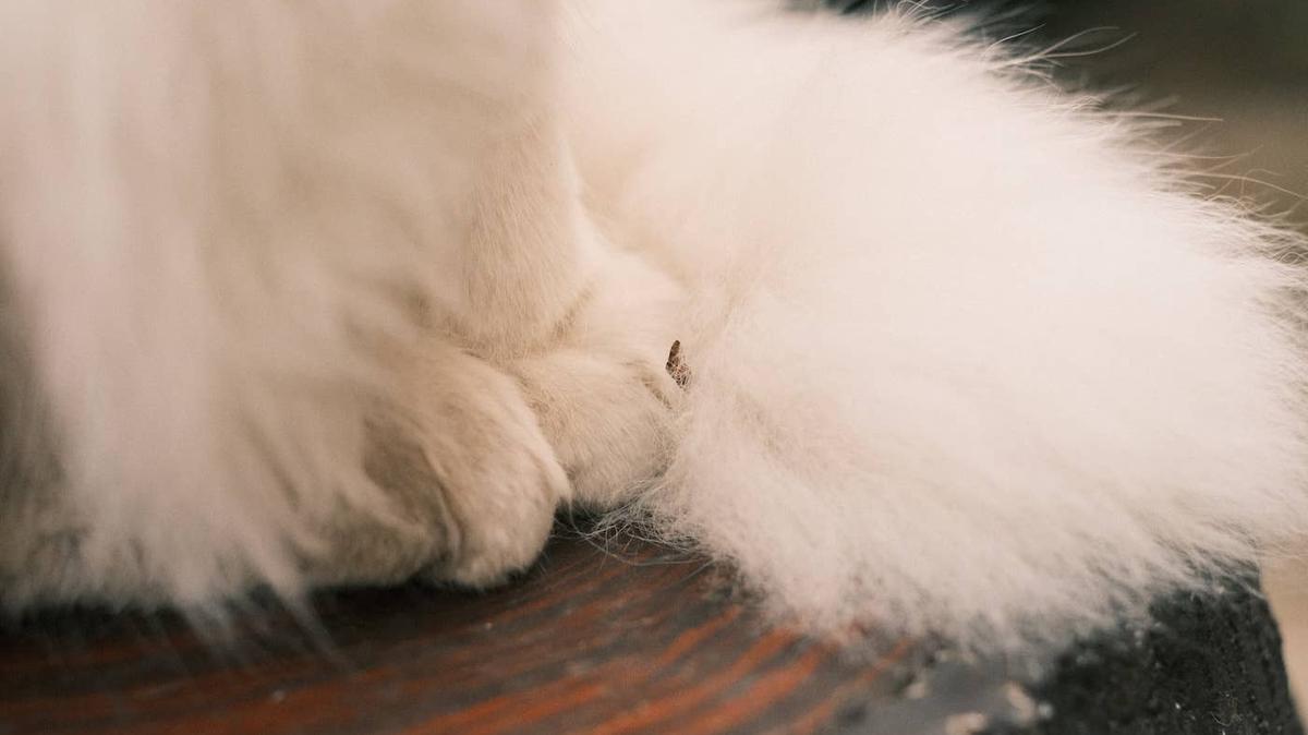 A white Maine Coon sitting on a chair. 