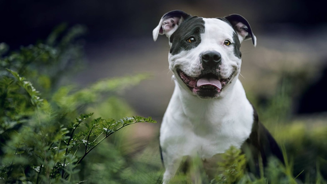 This Staffy Had His First Day at Doggie Daycare, and It's Too Sweet 