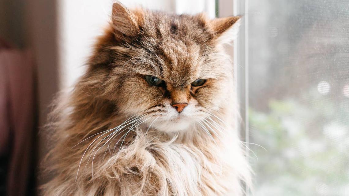 Cat on Morning Bird Watch Duty Has Dramatic Reaction to Dad's Interruption 