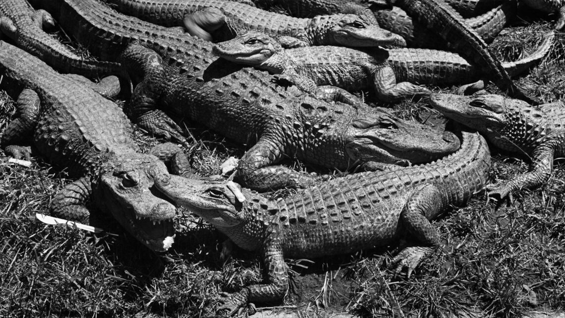 The forgotten racial history of Alligator Alcatraz