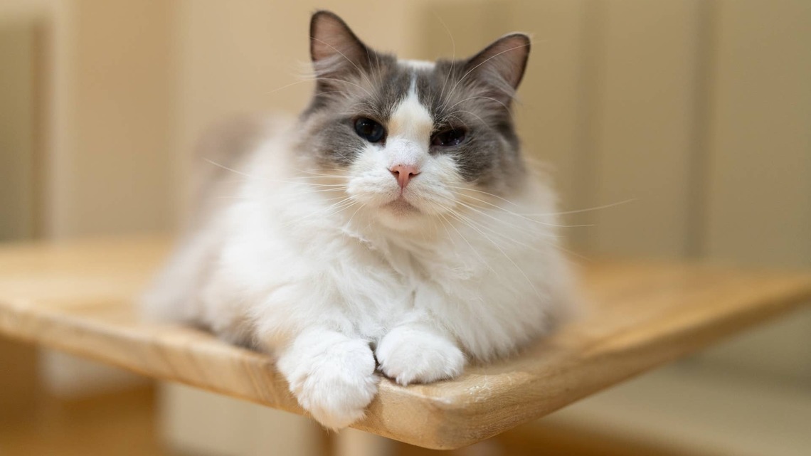 Ragdoll Cat Finds the Perfect Spot to Feed Her Litter, and It's Not Where You'd Expect 