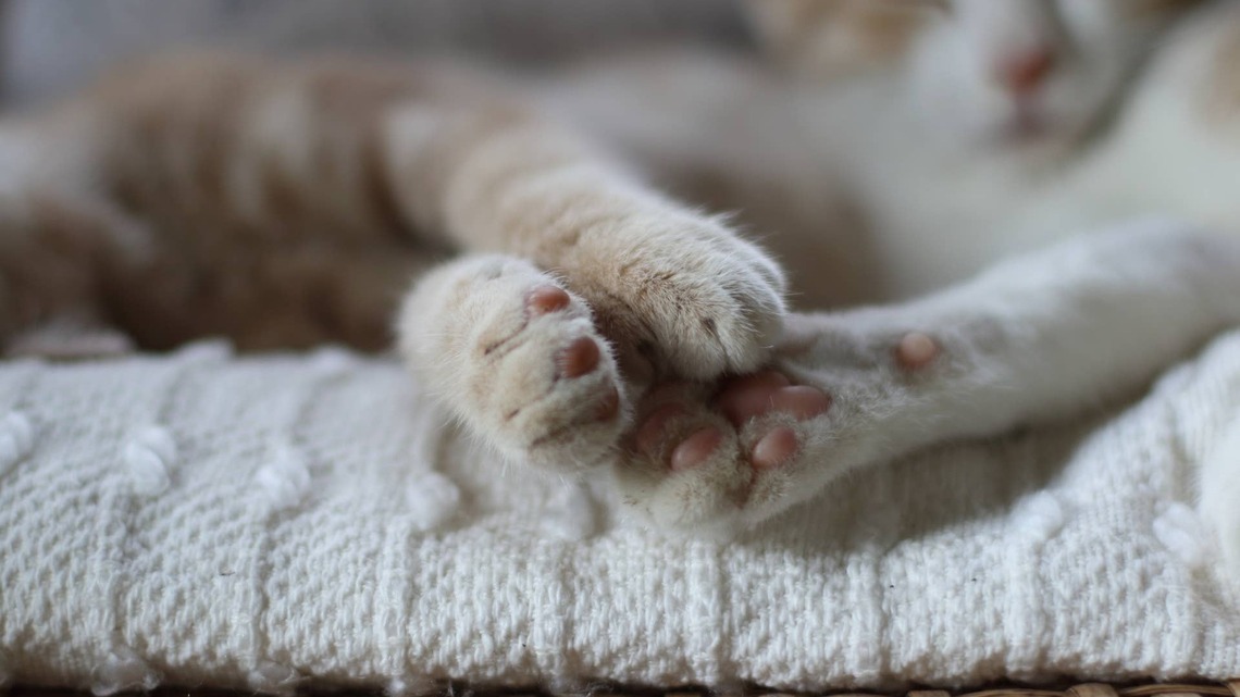 Maine Coon Kitten's ‘Dancing Ears' While Eating Are the Cutest Thing 