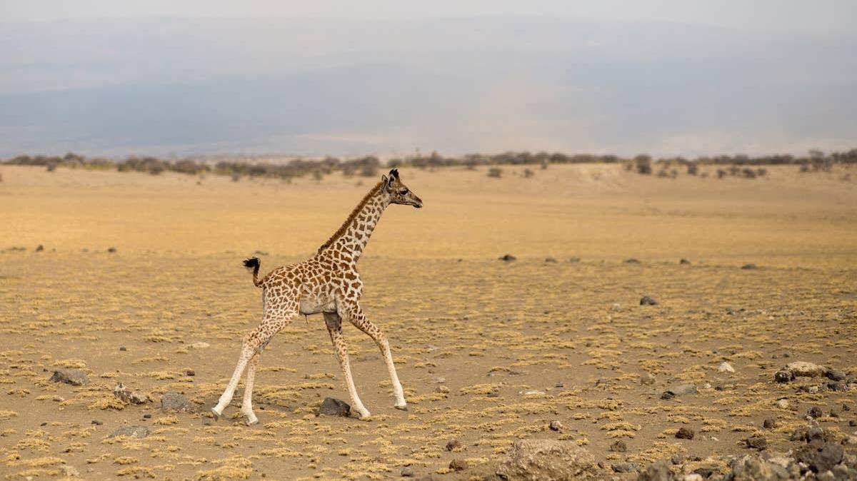 Baby giraffe running.