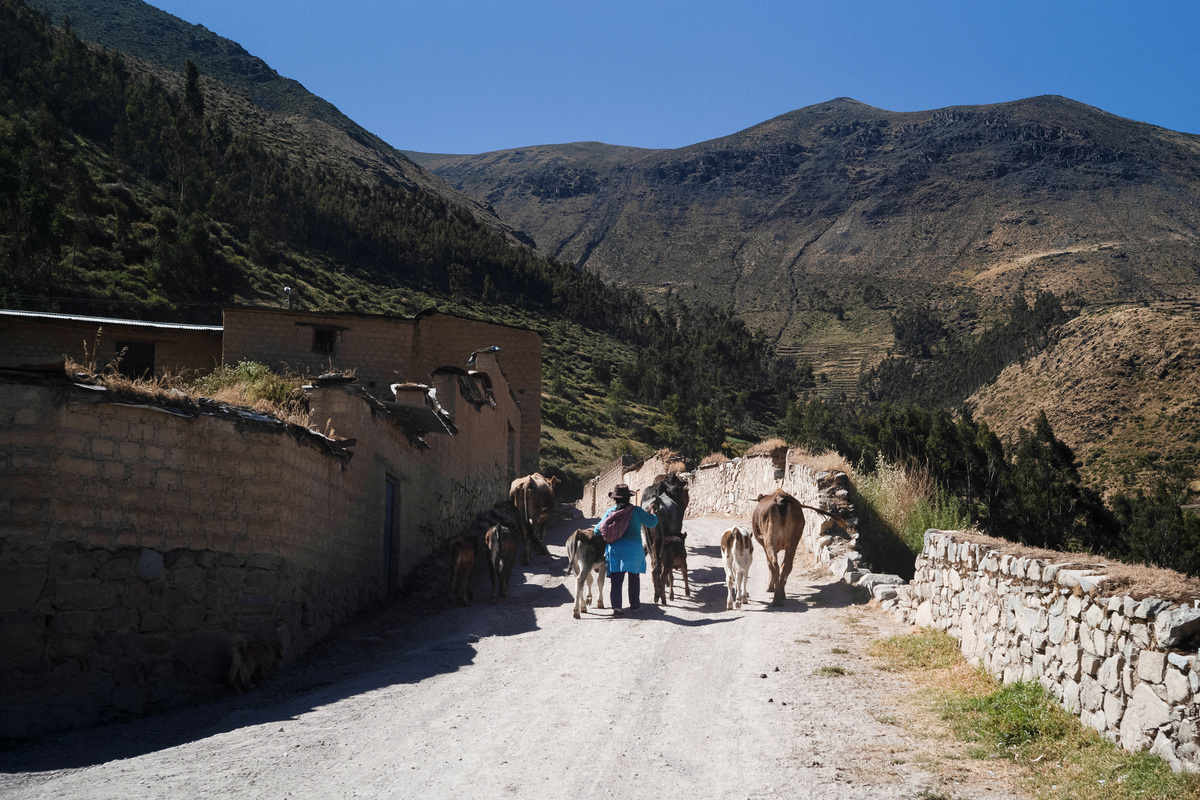 A person walks cattle outside the town where voters backed conservative presidential candidate Keiko Fujimori and leftist candidate Roberto Sanchez in the June 7 election in a rare close tie that mirrors a razor-thin national race, in Lahuaytambo, Peru, June 12, 2026. REUTERS/Alessandro Cinque