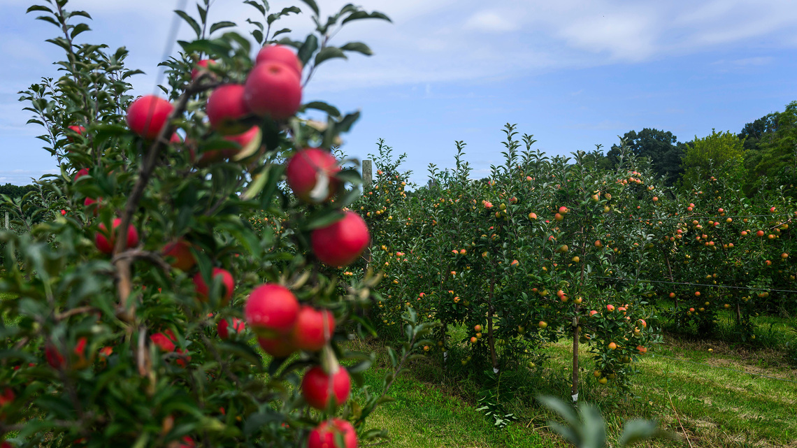 Solid crop, new varieties put shine on Michigan apple growers' outlook 