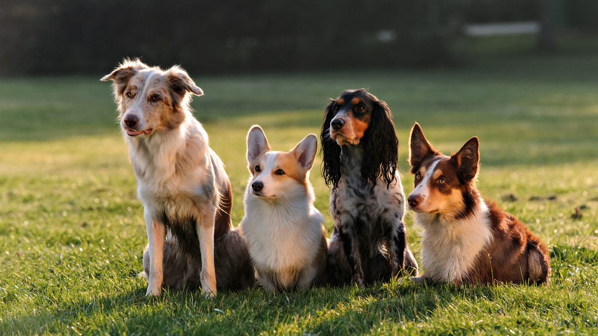 Many people fall in love with a particular breed or type of dog. Some people would like a purebred dog but also value rescue – these two things do not need to be mutually exclusive.