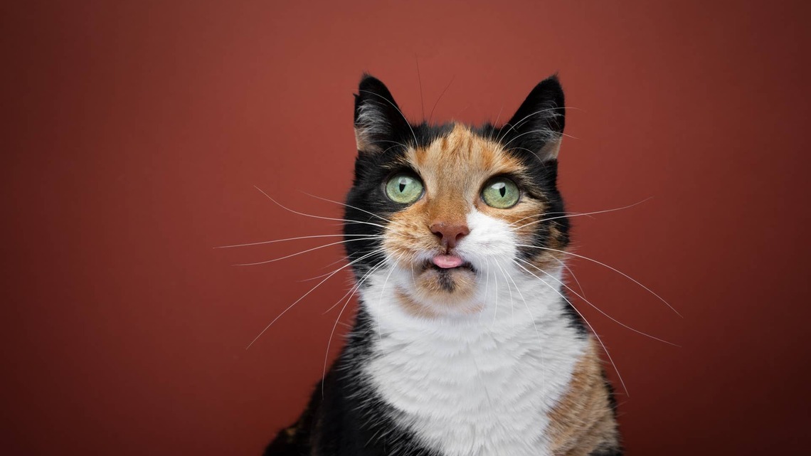Calico Cat's Funny Upright Stance Reminds Everyone of Godzilla