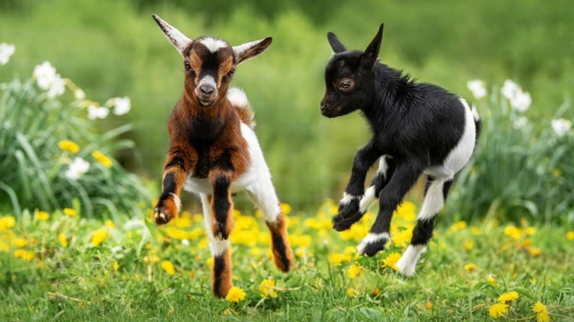 Farmer Puts Voices to Their Animals and It's So Spot-On 