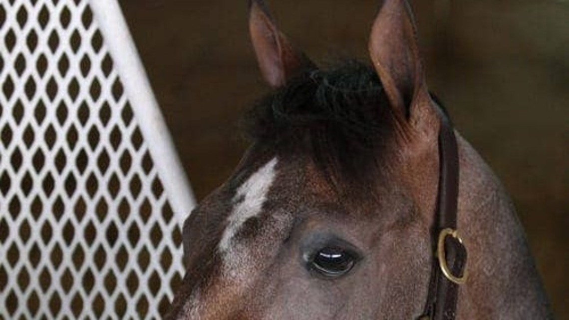 Preakness Stakes Winner Oxbow Moves To Breakway Farm In Indiana For 2027 