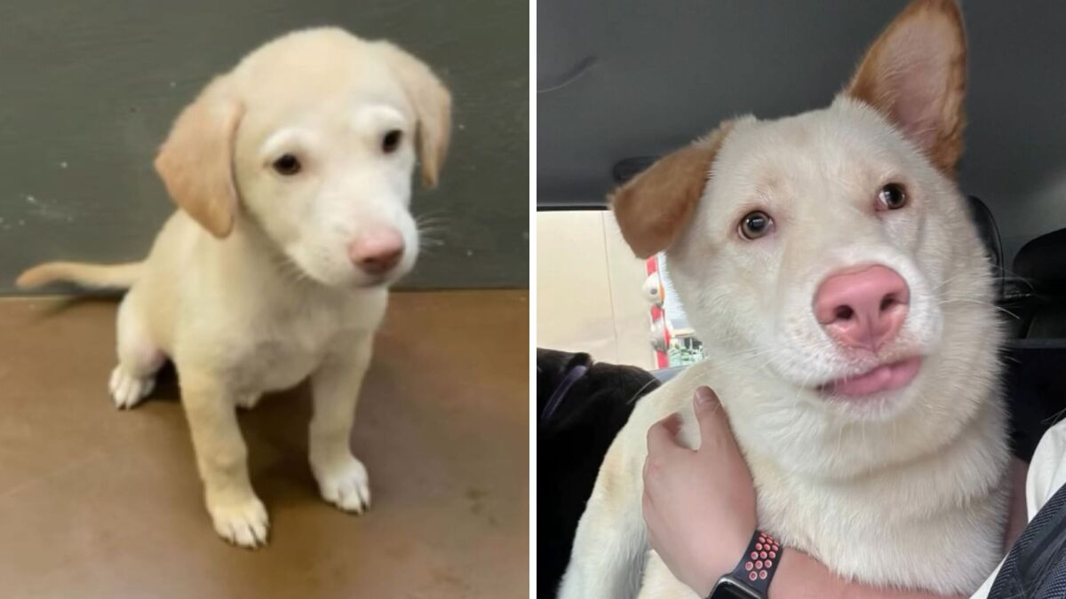 Screenshots from a June 5 Instagram video showing a puppy the owners believed was a Labrador, before realizing as she grew that she was not the breed they expected.