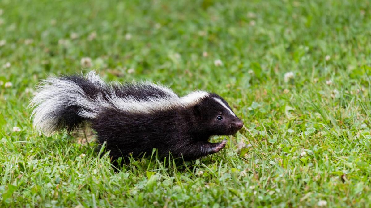 Baby skunk in grass. 