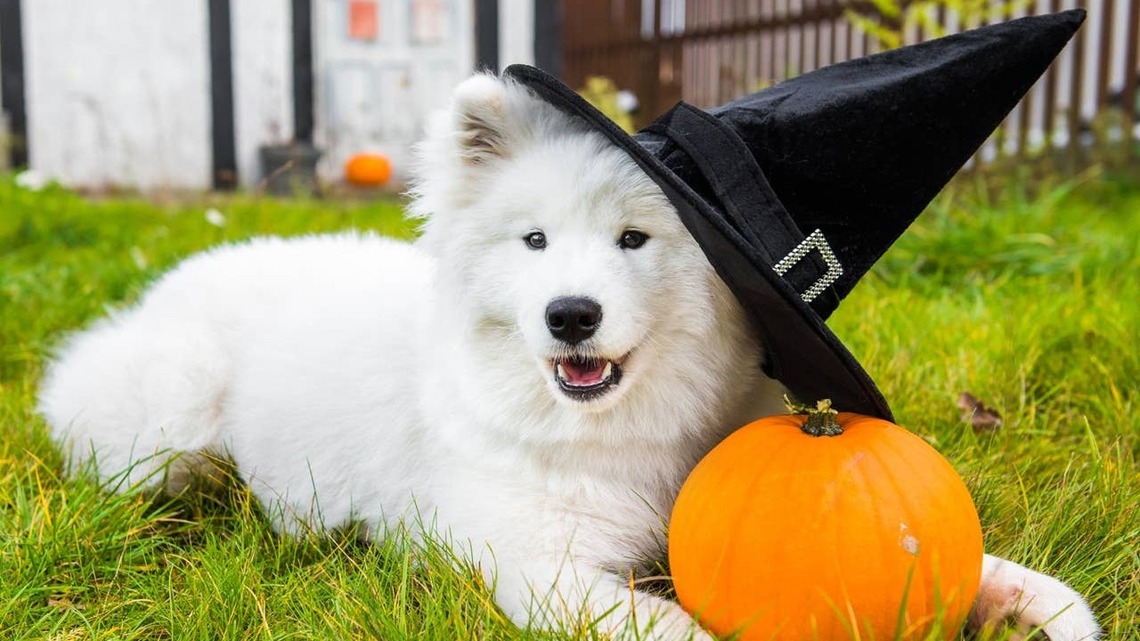 100 Halloween Dog Puns That Are Scary Good (and Ridiculously Cute) 