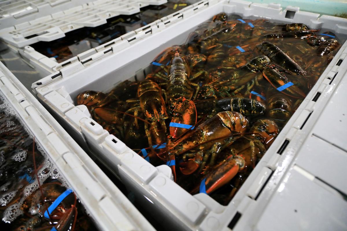 Lobsters sit in crates at The Lobster Co in Kennebunk, Maine, U.S., May 13, 2026.  REUTERS/Lauren Owens Lambert