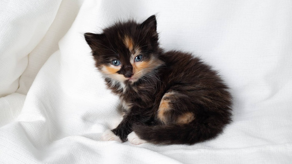 Rare Male Tortoiseshell Cat Is a 1-in-3,000 Genetic Miracle