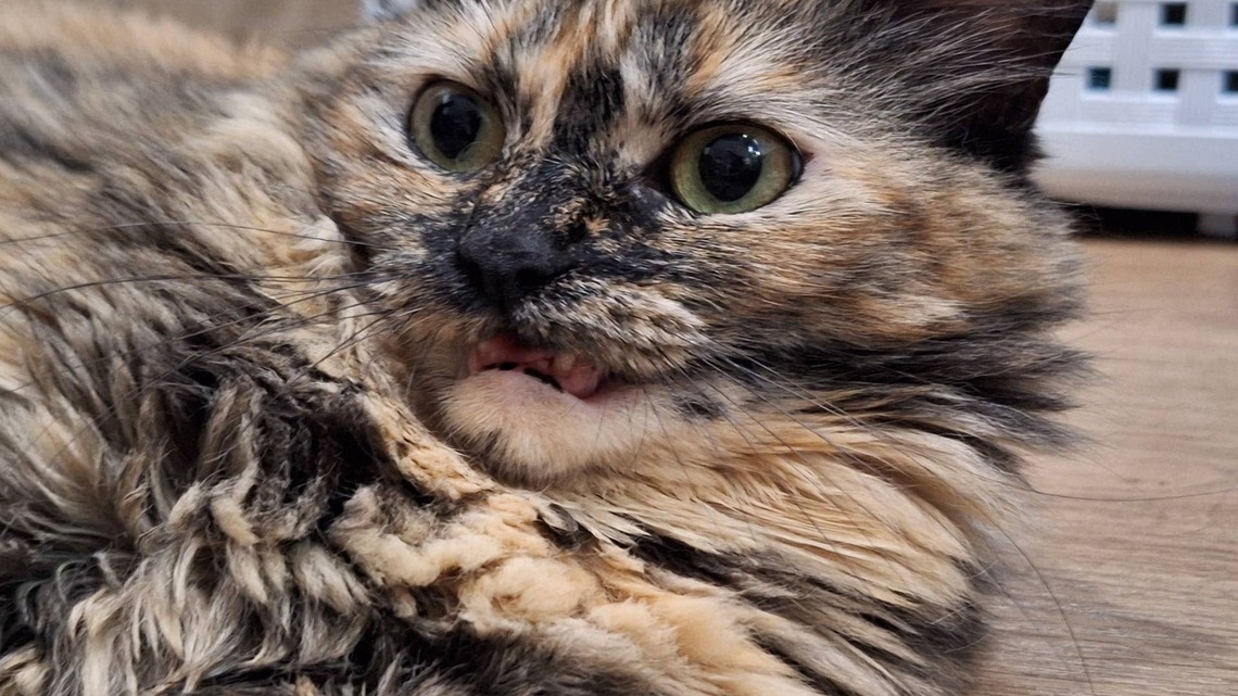 This Man Is Getting a Tortie Cat, and Reddit Already Knows Who Is Really in Charge 