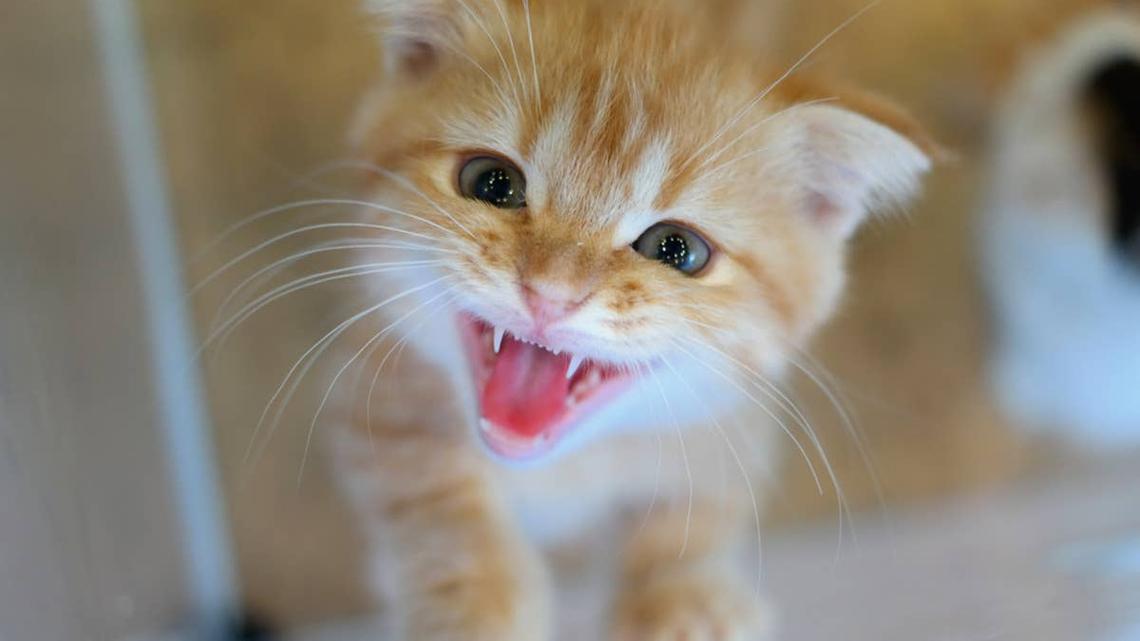 This Furious Little Feral Kitten Is Absolutely Not Intimidating Anyone 