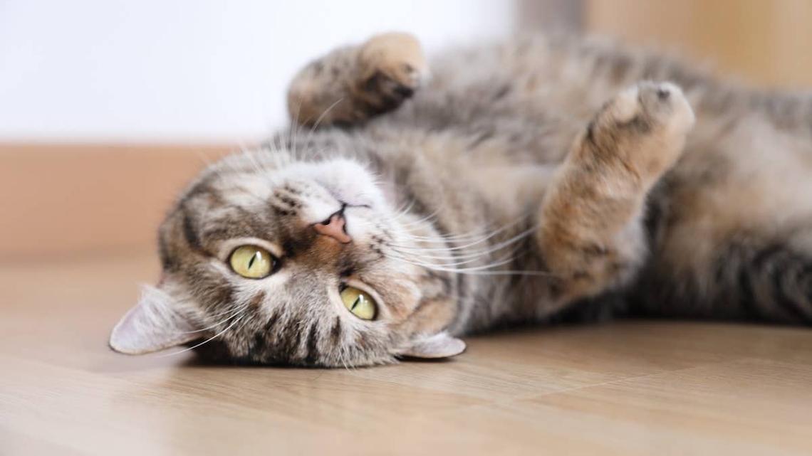 Nobody Expected What This Stray Cat Brought Back 3 Months Later 
