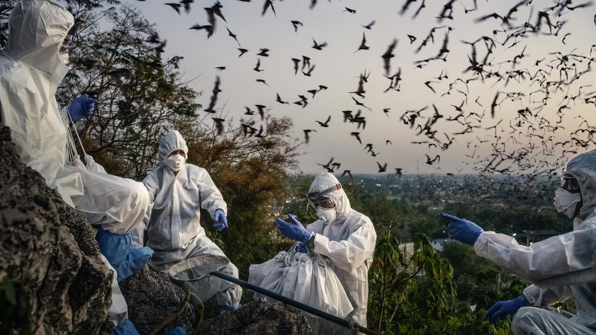 An infectious diseases research team catches bats for a study outside the Khao Chong Phran Cave in Ratchaburi, Thailand, on Dec. 11, 2020. The Trump administration's lack of communication and sluggish response to a recent hantavirus outbreak suggest the United States is ill-prepared for a larger health crisis, such as another pandemic.