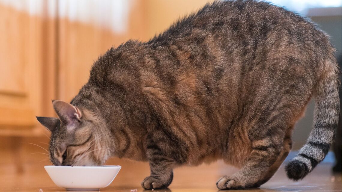 A Vet Reveals 5 Signs Your Cat May Be Overfed-One Easy To Miss