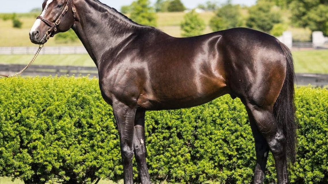 Keeneland Championship Sale Adds Share In Upstart, Lifetime Breeding Right To Life Is Good, 50% Interest In Citrus Springs 