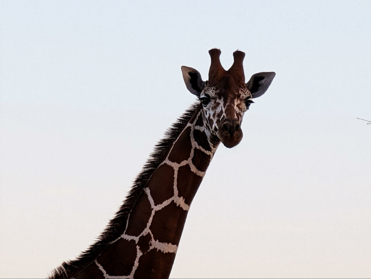  Hundreds of giraffes watched us as we watched them during our 14-day safari. Photo credit: Cindy Richards 