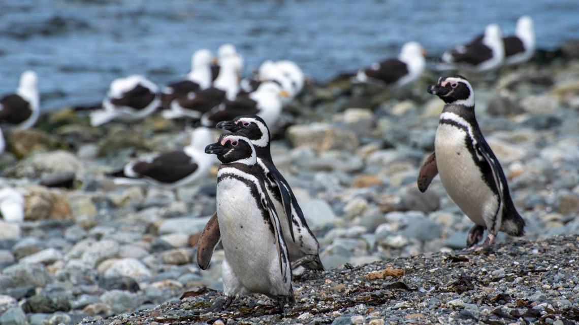 New Philadelphia Zoo Penguins Have Officially Mastered the Cannonball