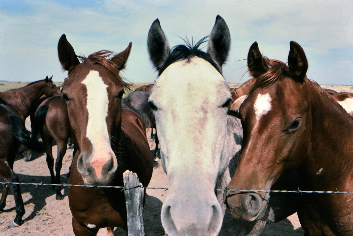 Three horses on the 6666 Ranch in TexasGetty