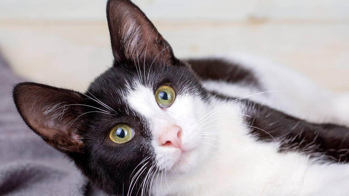 Tuxedo cat lying down.