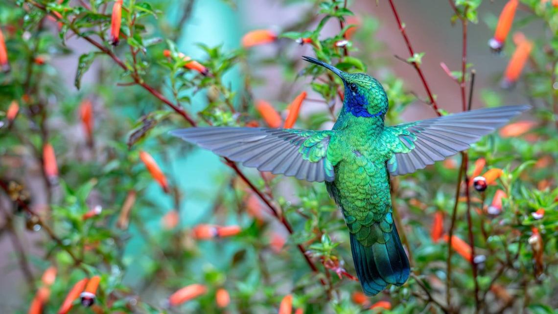 Woman Spots Legless Hummingbird-and Her Warning Could Help Others 