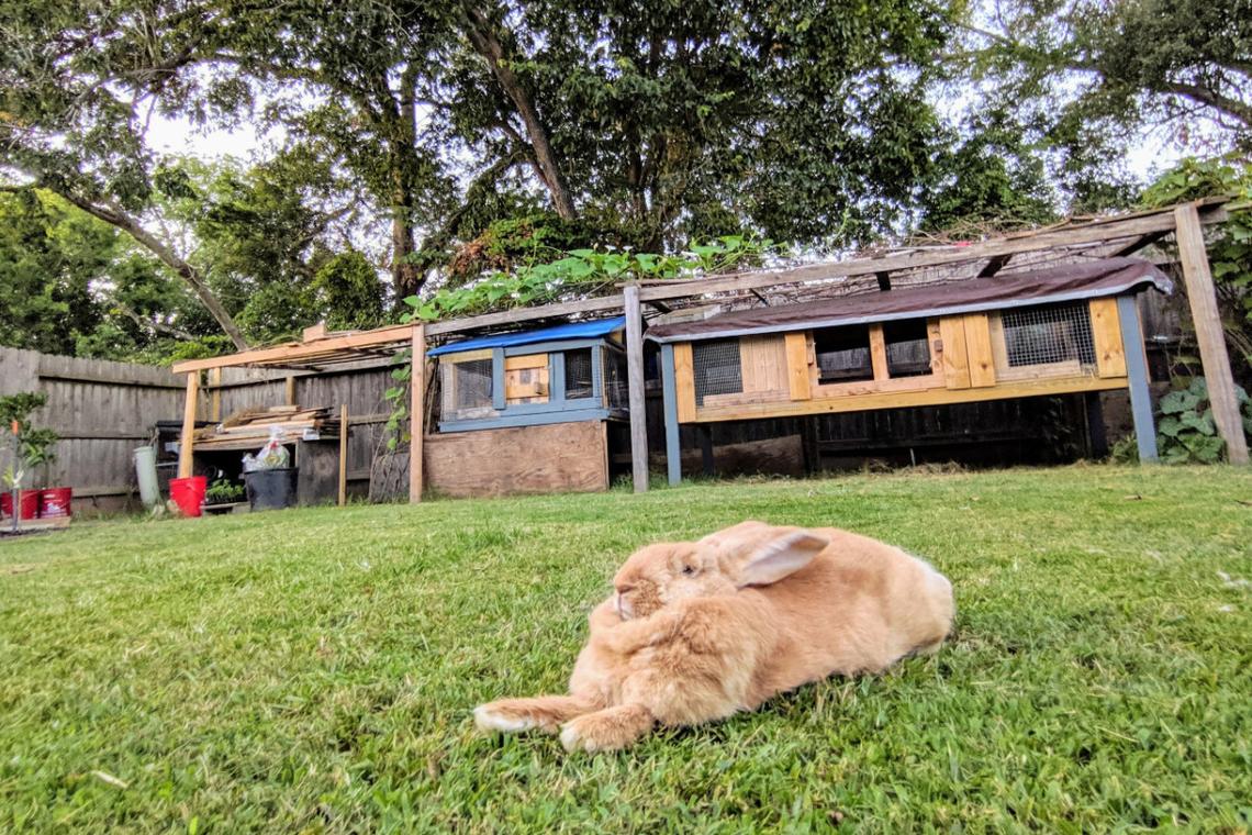  A giant bunny sitting in a large yard. 