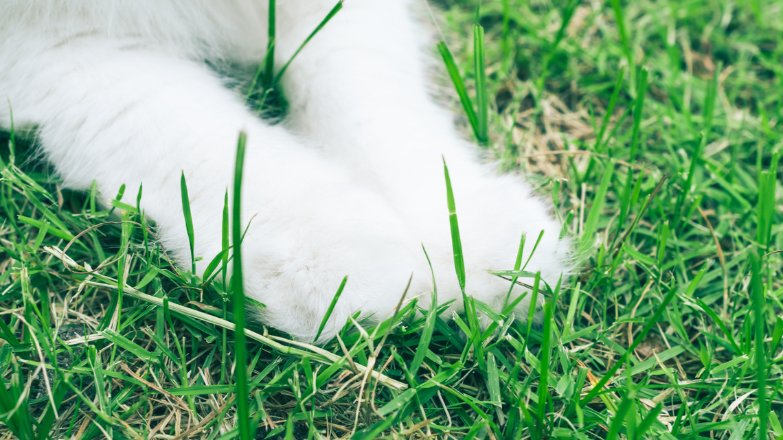 Rare Dog Breed's Puppies Are So Fluffy People Think They're Baby Polar Bears 