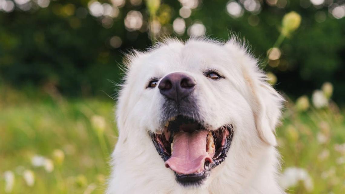 This Great Pyrenees Left Scratch Marks All Over the Fence for the Sweetest Reason 