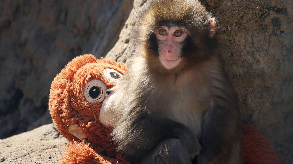punch the baby monkey and his stuffed animal.