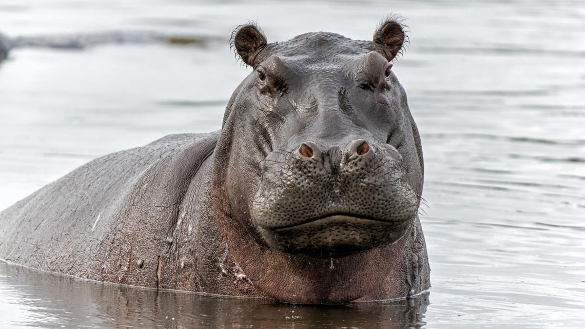 Hippo's Unimpressed Expression Has Us All Laughing 