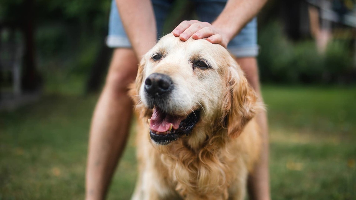 Golden Retriever Refuses to Let Houseguests Sleep in for the Sweetest Reason 