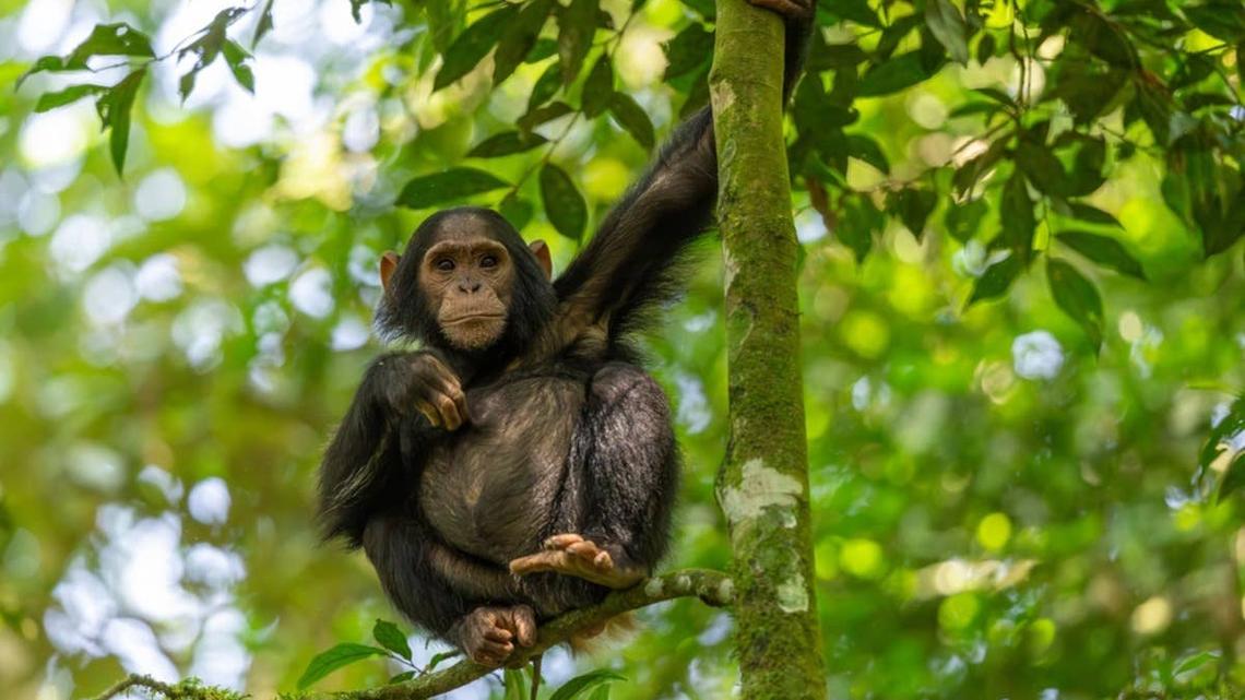 Zoo Visitor Captures Heartwarming Moment Nursing Chimpanzee Notices Her Baby 